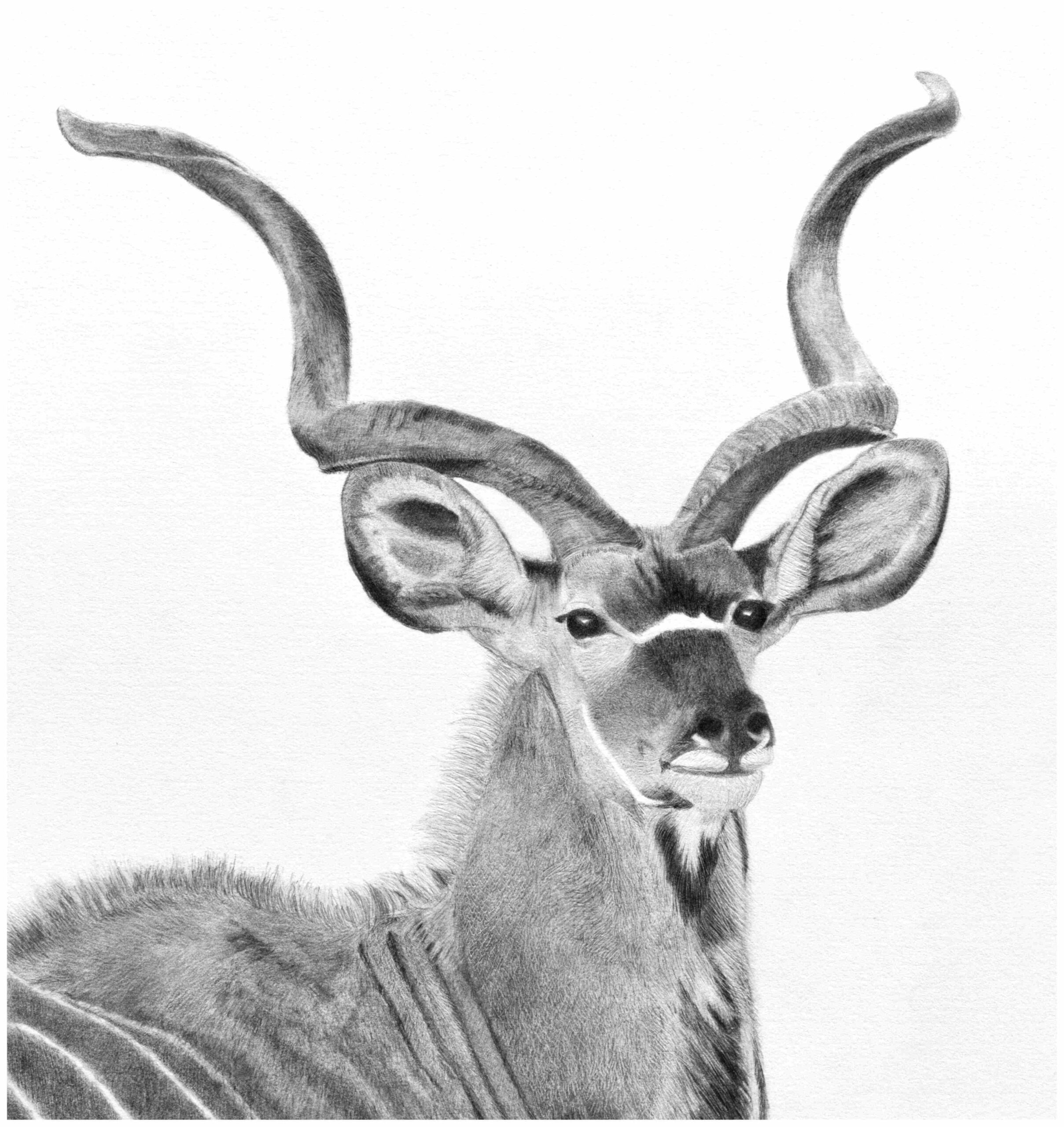 Kudu Print Clare Van Daele