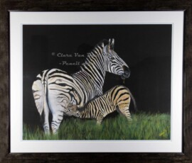 African Wildlife Pencil Drawing - Zebra Study by Clare Van Daele