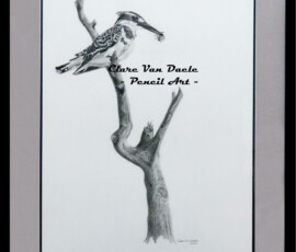 African Wildlife Pencil Drawing - Pied Kingfisher Study by Clare Van Daele