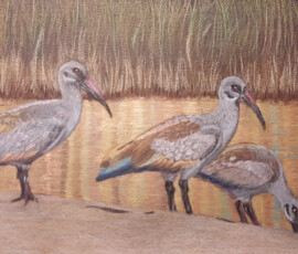 African Wildlife Pencil Drawing - Hadedah Study by Clare Van Daele