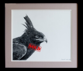 Original wildlife art and custom commission examples by artist Clare Van Daele