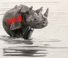 Original wildlife art and custom commission examples by artist Clare Van Daele