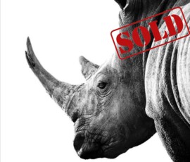 Original wildlife art and custom commission examples by artist Clare Van Daele