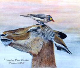 African Wildlife Pencil Drawing - Impala Study by Clare Van Daele