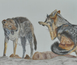 African Wildlife Pencil Drawing - Jackal Study by Clare Van Daele