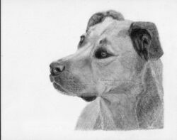 Original pet art examples by artist Clare Van Daele
