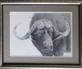 African Wildlife Pencil Drawing - Buffalo Study by Clare Van Daele