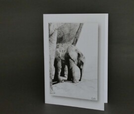 Original wildlife art and custom card examples by artist Clare Van Daele