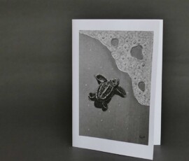 Original wildlife art and custom card examples by artist Clare Van Daele