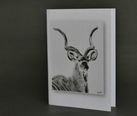 Original wildlife art and custom card examples by artist Clare Van Daele