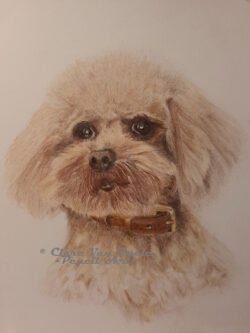 Original pet art examples by artist Clare Van Daele