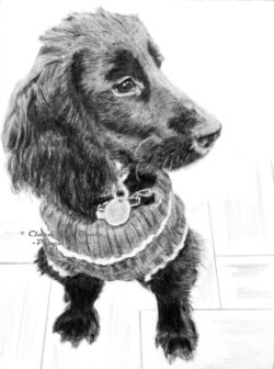 Original pet art examples by artist Clare Van Daele