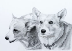 Original pet art examples by artist Clare Van Daele