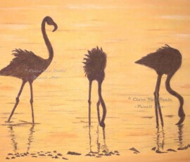 African Wildlife Pencil Drawing - Flamingo Study by Clare Van Daele