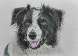 Realistic Border Collie Pet Portrait Pencil Drawing