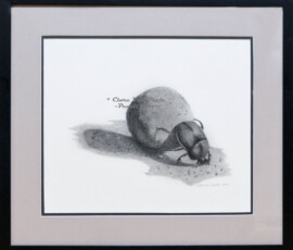 African Wildlife Pencil Drawing - Dung beetle Study by Clare Van Daele
