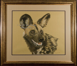 African Wildlife Pencil Drawing - African Wild Dog Study by Clare Van Daele