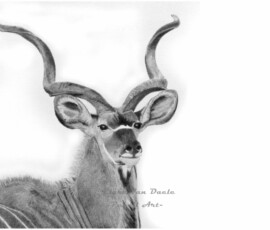 African Wildlife Pencil Drawing - Kudu Study by Clare Van Daele