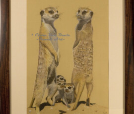African Wildlife Pencil Drawing - Meerkat Study by Clare Van Daele