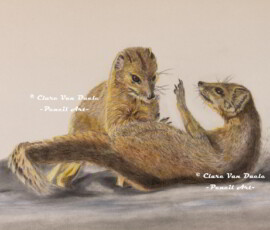 African Wildlife Pencil Drawing - Mongoose Study by Clare Van Daele