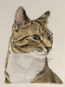 Original pet art examples by artist Clare Van Daele