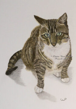 Realistic tabby cat pencil drawing by artist Clare Van Daele