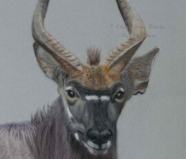 African Wildlife Pencil Drawing - Nyala Bull Study by Clare Van Daele
