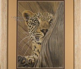 African Wildlife Pencil Drawing - Leopard Study by Clare Van Daele