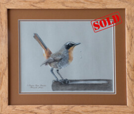 Original wildlife art and custom commission examples by artist Clare Van Daele