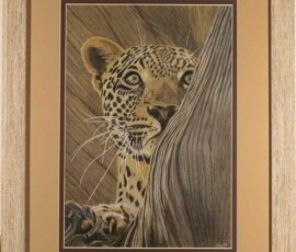 African Wildlife Pencil Drawing - Leopard Study by Clare Van Daele