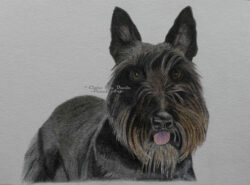 Original pet art examples by artist Clare Van Daele