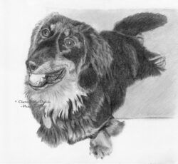 Original pet art examples by artist Clare Van Daele