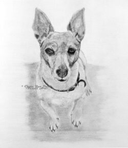 Original pet art examples by artist Clare Van Daele