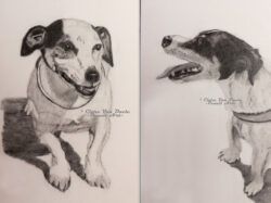 Original pet art examples by artist Clare Van Daele