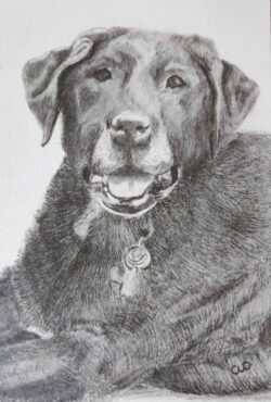 Original pet art examples by artist Clare Van Daele
