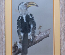 African Wildlife Pencil Drawing - Ground Hornbill Study by Clare Van Daele