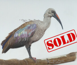 Original wildlife art and custom commission examples by artist Clare Van Daele