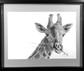 African Wildlife Pencil Drawing - Giraffe Study by Clare Van Daele