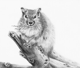 African Wildlife Pencil Drawing - Tree Squirrel Study by Clare Van Daele