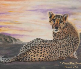 African Wildlife Pencil Drawing - Cheetah Study by Clare Van Daele