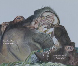 African Wildlife Pencil Drawing - Hippo Study by Clare Van Daele