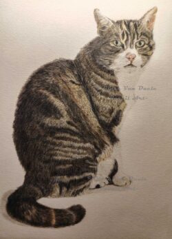 Original pet art examples by artist Clare Van Daele