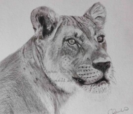 African Wildlife Pencil Drawing Lioness Study - by Clare Van Daele