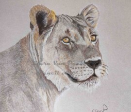 African Wildlife Pencil Drawing - Lioness Study by Clare Van Daele